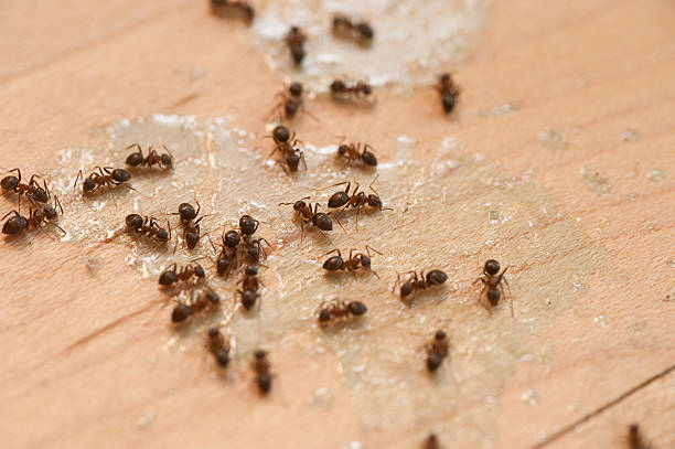 Best Emergency Pest Control  in Preston, MN